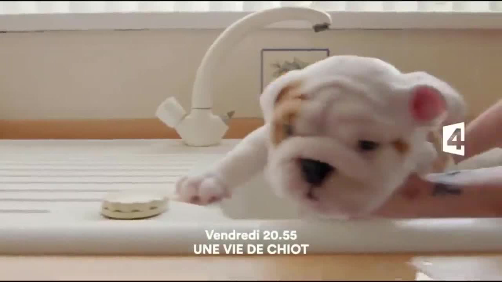 Une vie de chiot