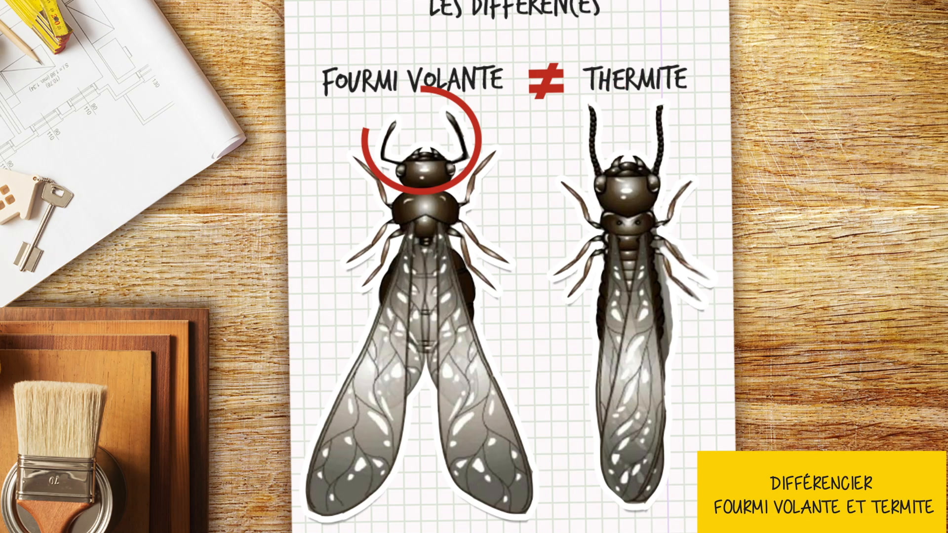 Fourmi Volante Comment La Reconnaitre Et S En Debarrasser