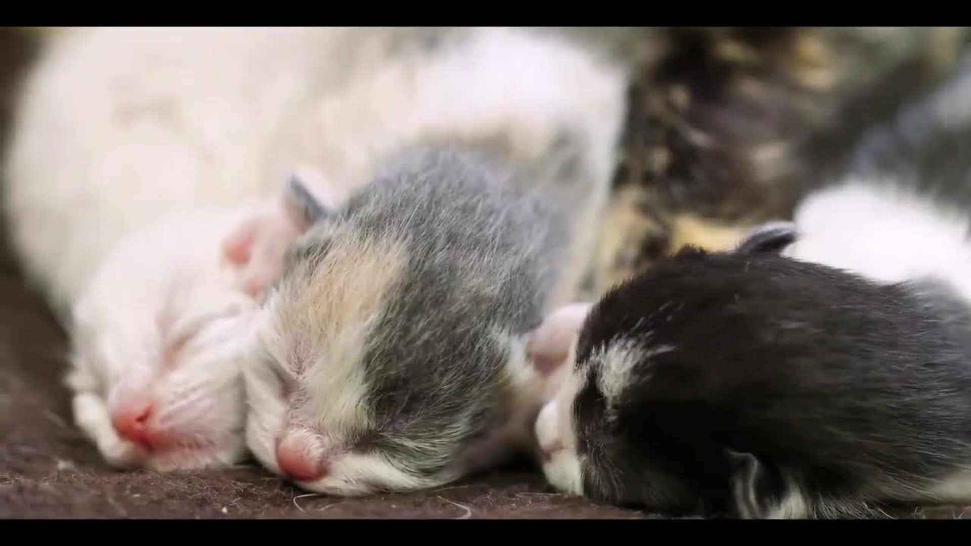 Bienvenue au monde : Bébés chats : les 100 premiers jours de leur vie