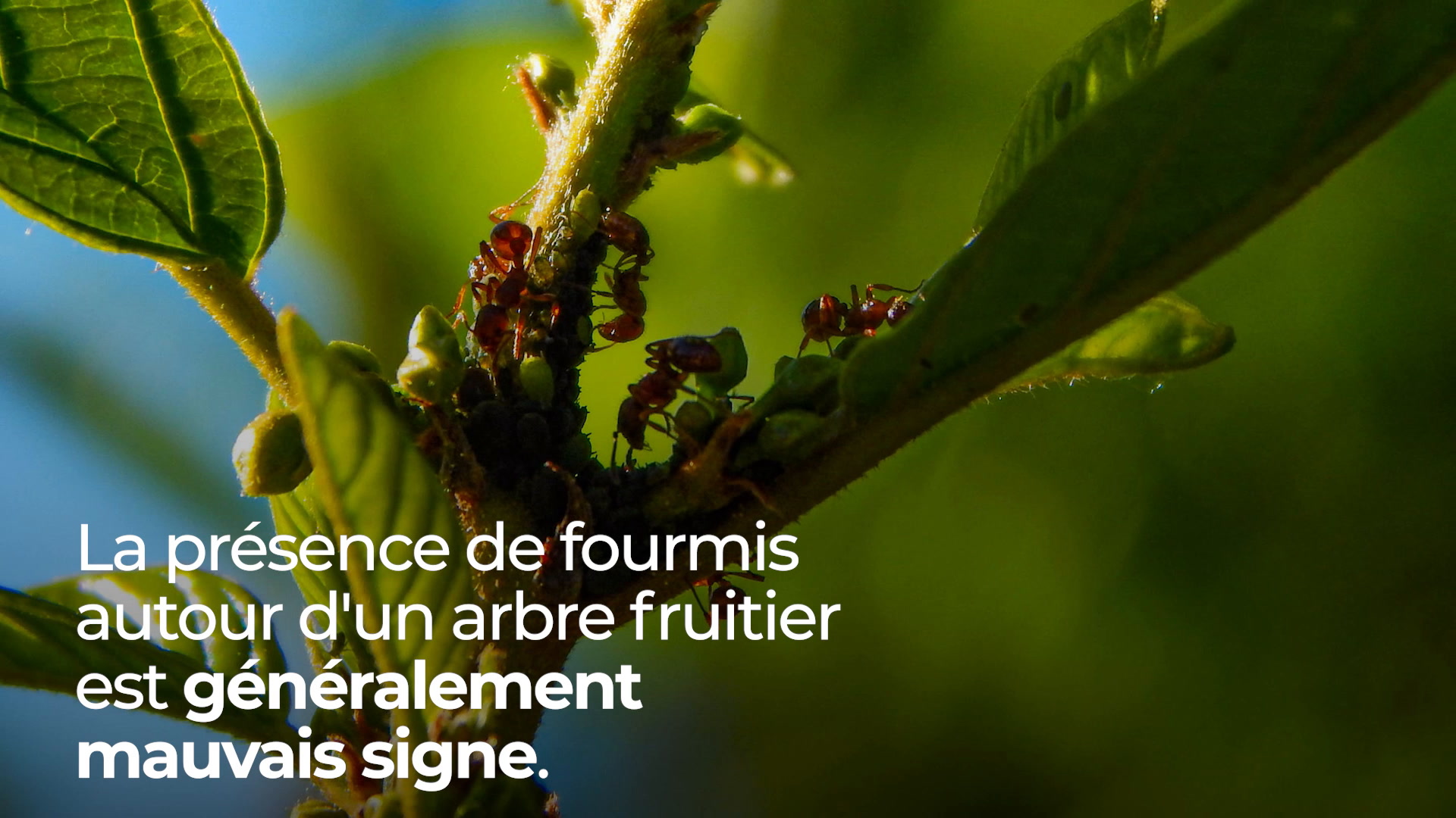 Enduisez le tronc et les branches des arbres fruitiers avec ce produit et  les fourmis disparaîtront immédiatement