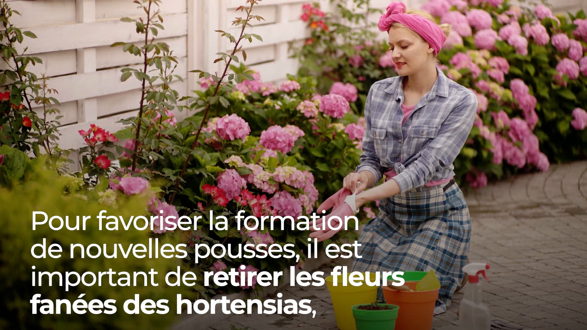 Faut-il couper les fleurs fanées des hortensias en été ? - Le Parisien