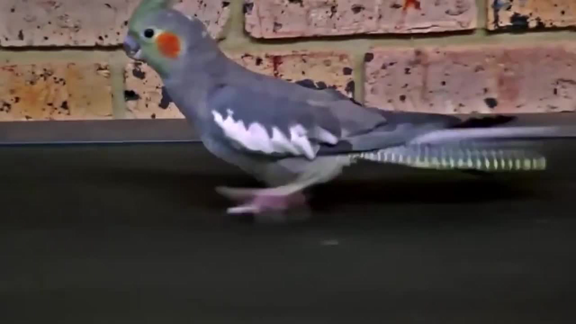 Le grand bêtisier des animaux : Volume 1 (première partie)